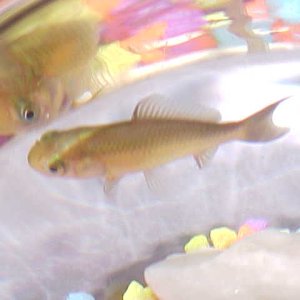 My Goldfish named Oscar