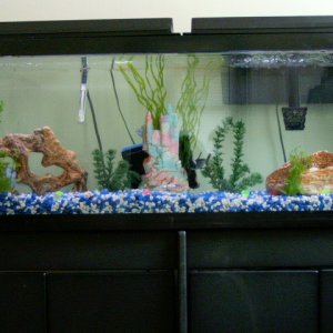 55g Long Glass Aquarium.  I acquired this 7/9/04.