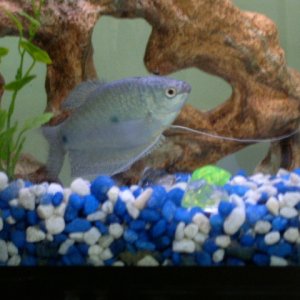 This is one of my Blue Gouramis in my new 55g tank. This little fish is curious and came out of hiding to see what I was up to.