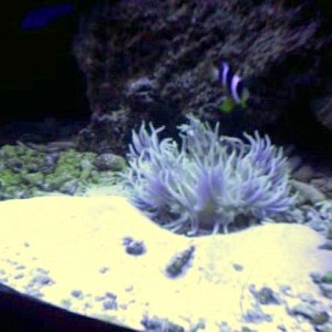 Is the anemone sick?