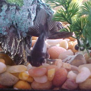 This is my Panda Goldfish.  I have named her Pandora because she has really enchanted her tankmate, Oscar the Goldfish.