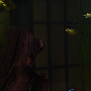 Two of my Hemigrammus ocellifers, Head-and-Tail-Light Tetras.  The light behind me just caught their scales perfectly, and you can see how irridescent