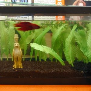 A picture of my red betta's little home.  I'll get better pics of him another time.