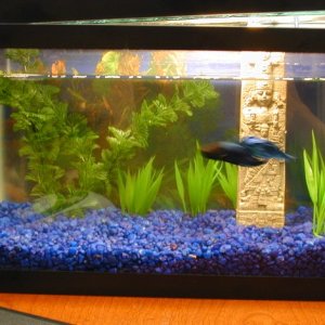 And another pic of my blue betta's tank.