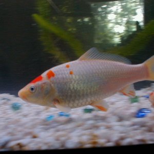 Bought as a feeder for .28 cents.  Smaller of 2 koi