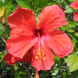 From my Hibiscus bush in my yard.