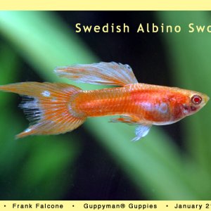 Swedish Double Swordtail