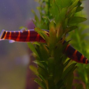 For a while, I only had 1 kuhli Loach.  Now I have 5.  I love: their bright colors, and their playful attitude when they're calm.  I don't love: their