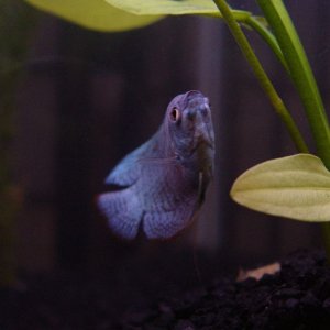 My Neon Blue Gourami being playful.  He's a lot of fun, though now he's pretty subdued after his friend succumbed to heater-burn injuries.  They used 