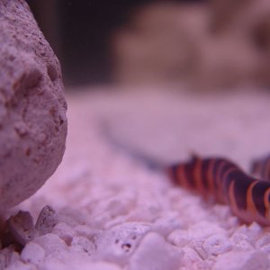 One of my new loaches.  It appears to be a "she," and she appears to be quite pregnant.  BUT, no info on the web about this!