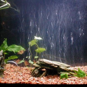 This is another shot of the full tank.  I think my fish are camera shy!
