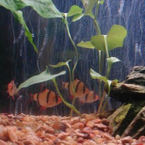 Some of my tiger barbs...