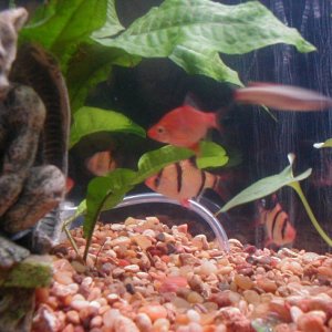 My tiger barbs, including my red tiger!