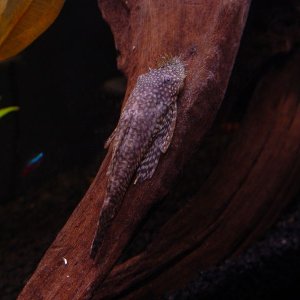 This is my Bushy Nose Pleco Jojoba.  He's new to my 55 gallon, and adjusting well.  Unlike Araby, he's diurnal (thank god).  So I can take pix of him 