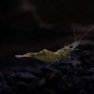 My ghost shrimp are strange!  They all started out very clear, and then turned a tan/white color.  They also have two red dots on their tail, and red 