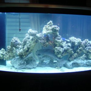 a full tank shot with my 42 pounds of fiji live rock and 20 of lace rock(it the base rock)its cycling