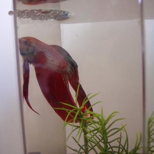 This is my third betta, Jack, making a bubble nest.