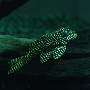 A better, close-up picture of Araby, my Queen Arabesque Pleco.  Wadda beauty!