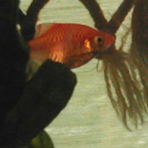 I am still trying to figure out whether this guy was injected with dye.  I hope not, but he is awfully red - but then again, no redder than a normal t