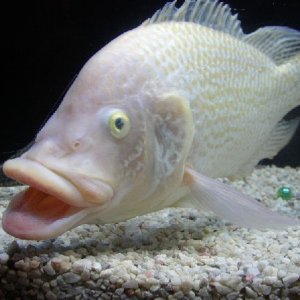 Bizarre fish believed to be Tilapia Mosambica