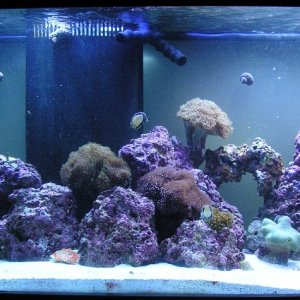 This is my tank after 5 rough months, now everything is starting to come out. I bought all of these corals about 1 month ago and everything is doing G