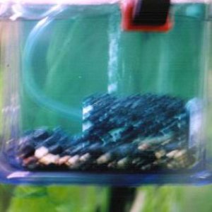 here is a picture of my makeshift QT tank for my poor frog with a fungal infection. i don't have a heater for the tank, so i submerged it in my main t