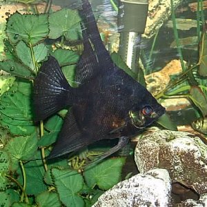 This is my big male angel fish, his mate passed on a month ago.