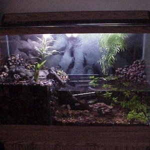 45G tank that had a high crack, so it was useless as an aquarium, now it's home to 3 fire bellied toads, 4 pristella tetras, 2 SAEs and some plants.