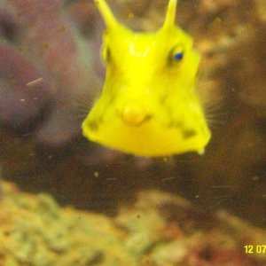 One of my very first photos with my digital camera... I'll get better I promise. Marvin is a long horned cowfish.