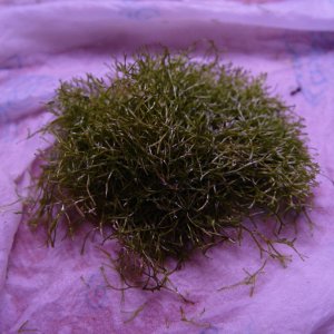 This is one of the two small portions of Riccia that I got from Russdesnoyer on Aquabid (great guy).  I'm gonna attach it to the driftwood in my 55 so