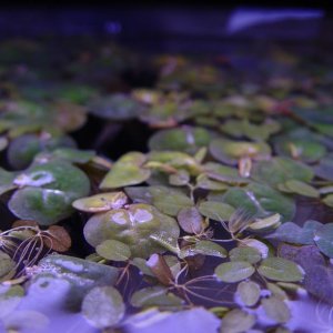 These are beautiful floating plants!  The look like small lily pads.  I got them free from Russdesnoyer on Aquabid.com (awesome guy, great plants, gre