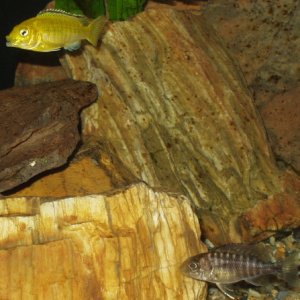 Juvenile Labidochromis caeruleus "Yellow Lab" and Aulonacara Stuartgranti "Ngara"