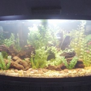 Here is my 46gal tank.  everything is fake except the mopani wood and the fishies.  ;-)