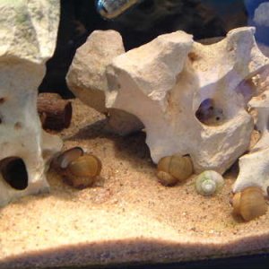 Sand substrate, lots of FW snail shells and Texas Holey rock.