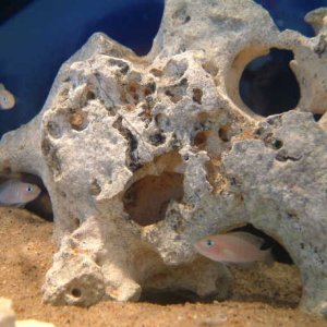 Here are three Multifaciatus shell dwellers in Texas Holey rock.