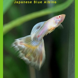 Japanese Blue Albino