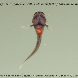 Corydoras paleatus at 4 days of age with a tummy full of baby brine shrimp