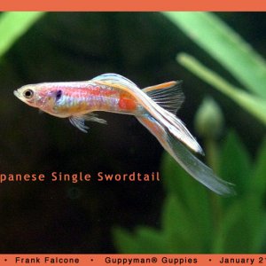 Japanese Single Swordtail