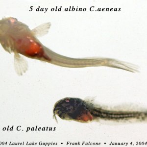 Corydoras aeneus and C. paleatus fry on side of aquarium glass.