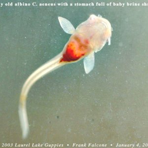 Corydoras aeneus fry at 5 days of age with a tummy full of baby brine shrimp.