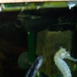 White mucus glob coughed up by blenny- other dark oblong stuff at water line