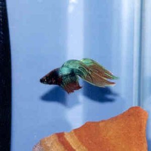 This is my third male betta. He is in the last section of my three betta tank. (Picture doesn't show his true colors.) He's a very pretty fish.