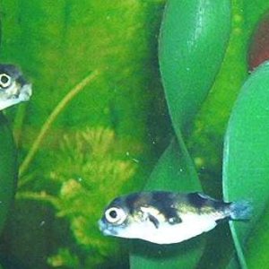 South American puffers are the hardest puffers to get  to eat snails,. Therefore they need their teeth trimmed by hand every 6 months or so.