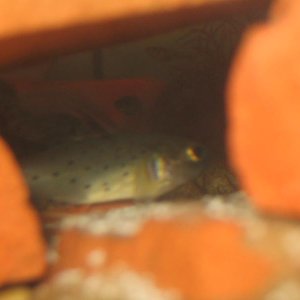My new kight goby playing hide and seek in one of the caves i made for him