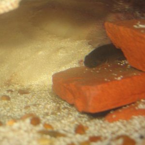 New Knight goby hiding in his clam shell lean-to