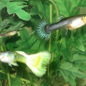 this is "old yella"(yelow tail male) "bessy"(iridesent female) and "arnold"( the growth-stunted feeded guppy that survived several months)