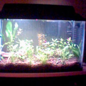 my new 10gal FW puffer tank. the picture is blurry because it was taken from my camera phone, but better than nothing. my first live planted tank, eve