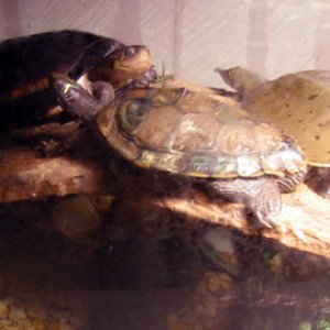 Softshell, Asian map & African sideneck turtles