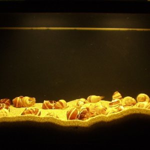 Lamprologus ocellatus tank