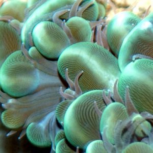Macro shot of a green Bubble coral